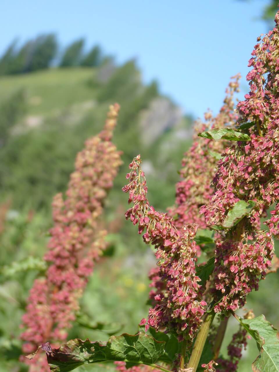 Nagelfluhkette Wandern 7