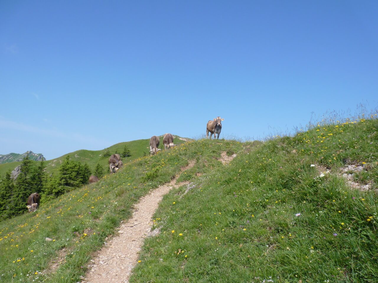 Nagelfluhkette wandern 11