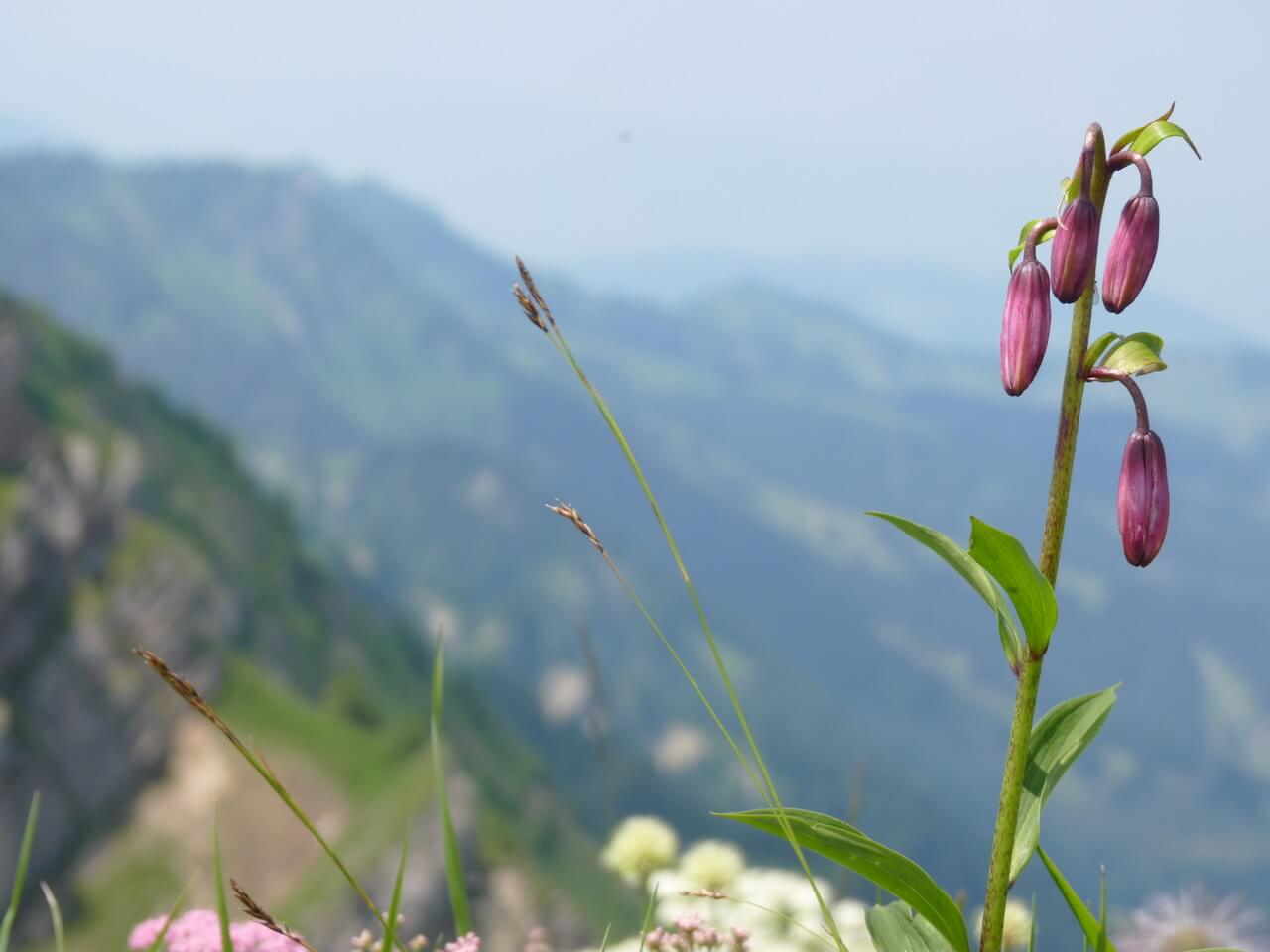 Nagelfluhkette wandern 14