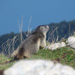 Murmeltier am Monte Baldo