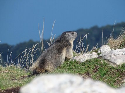 Murmeltier am Monte Baldo