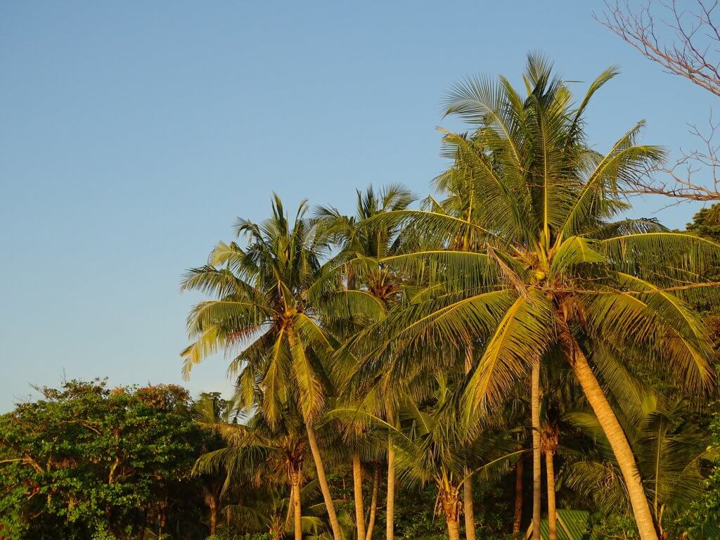 Palmen Koh Chang Kai Bae