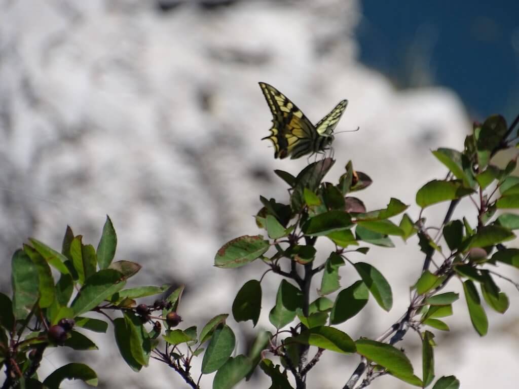 Schmetterling Gardasee