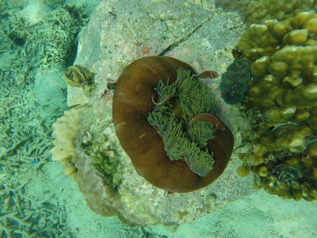 Schnorcheln Koh Chang Anemone