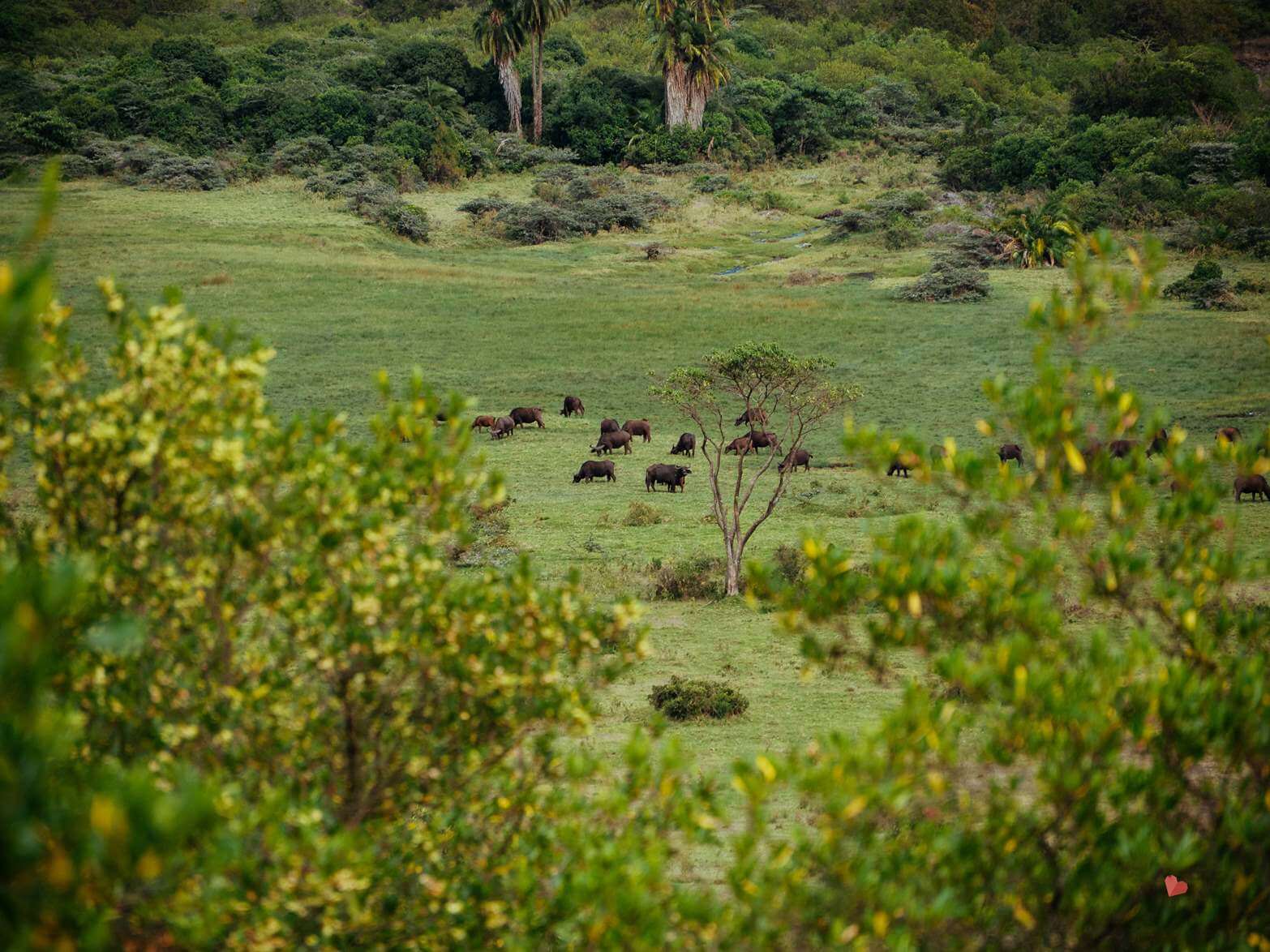 Mount_Meru_Trekking_Tanzania_Expeditions-104