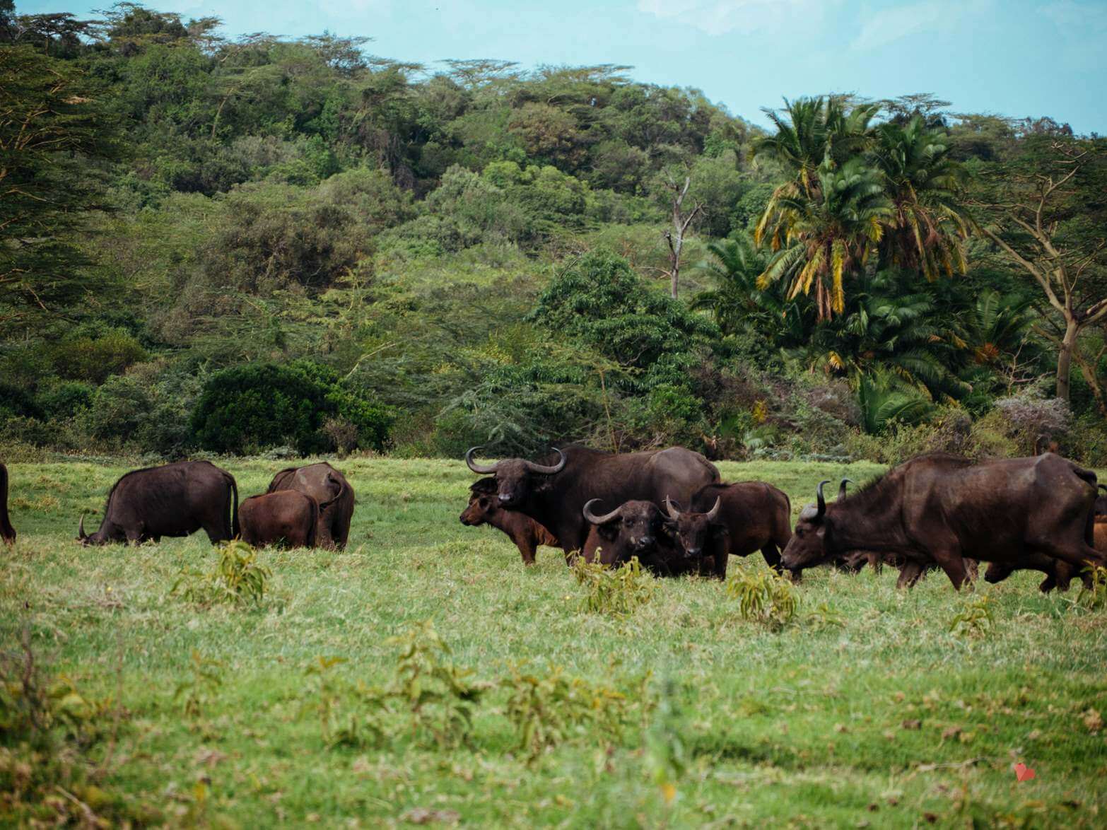 Mount_Meru_Trekking_Tanzania_Expeditions-112