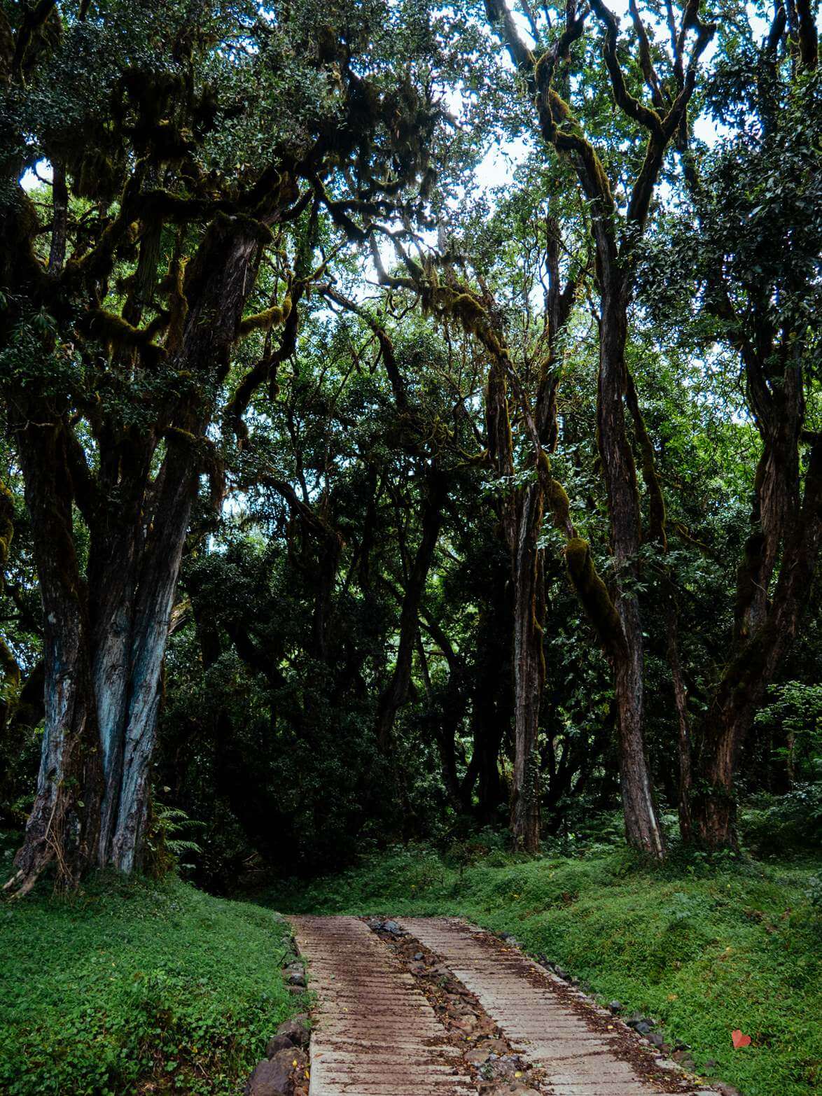 Mount_Meru_Trekking_Tanzania_Expeditions-12