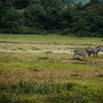 Safari in Tansania