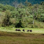 Safari in Tansania