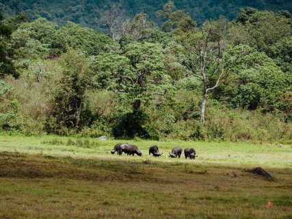 Safari in Tansania