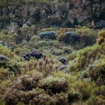 Trekking auf den Mount Meru