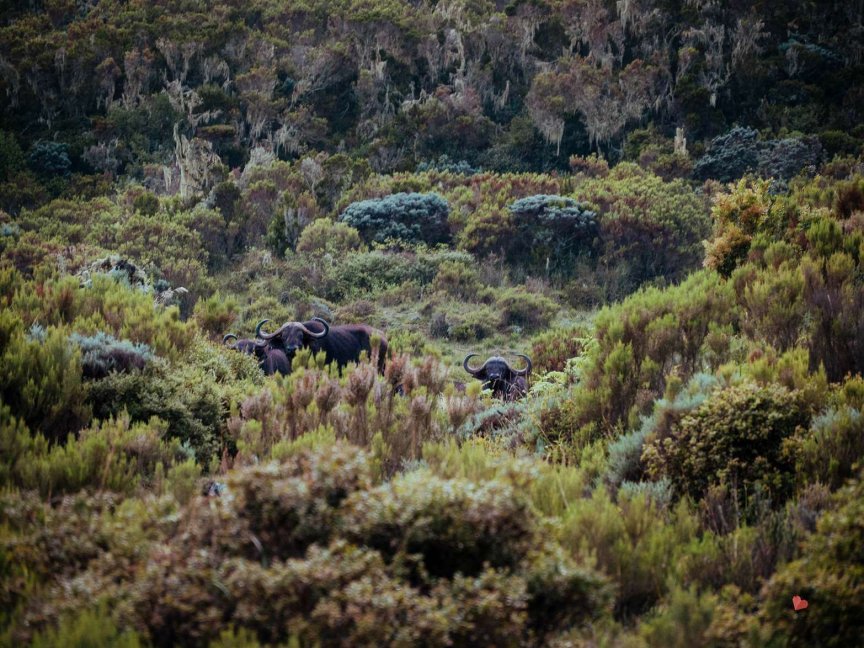 Trekking auf den Mount Meru