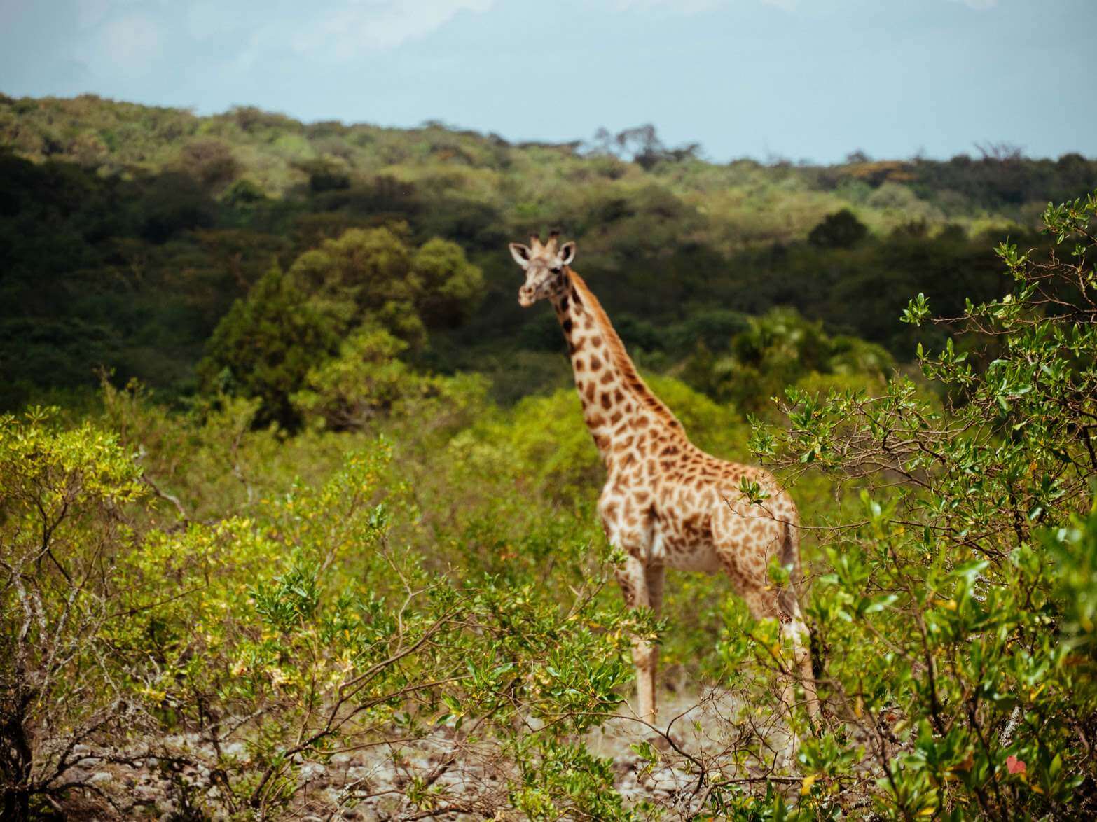 Mount_Meru_Trekking_Tanzania_Expeditions-5