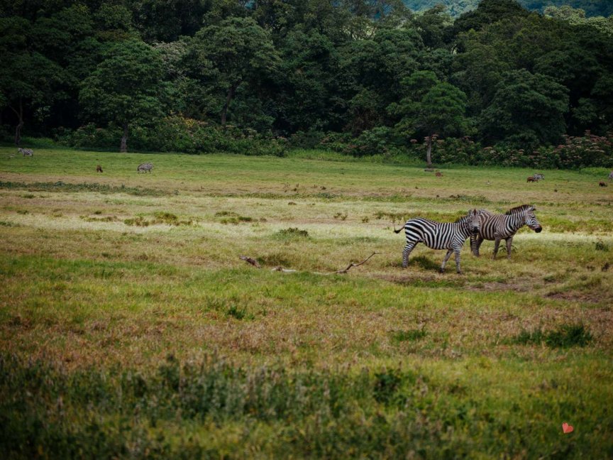 Safari in Tansania