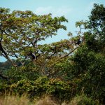 Mount Meru Trekking