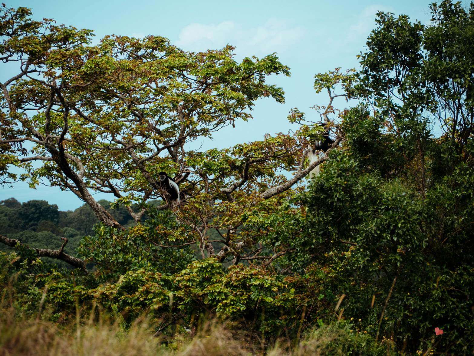 Mount_Meru_Trekking_Tanzania_Expeditions-98