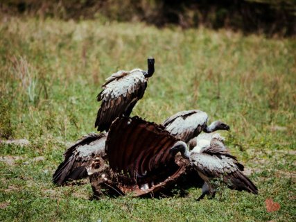 Safari in Tansania