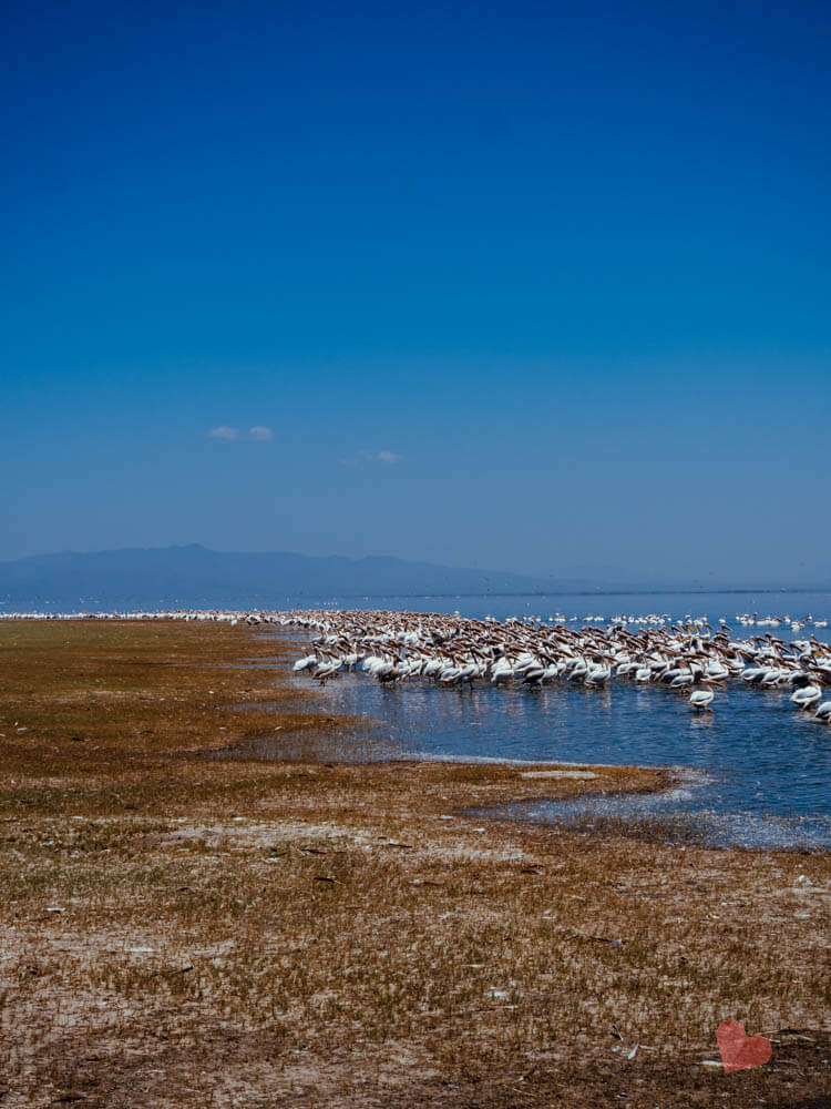 Pelikane im Lake Manyara Nationalpark