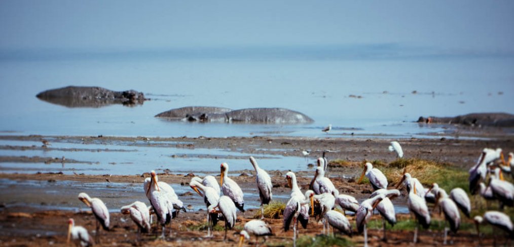 Safari in Tansania