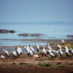 Safari in Tansania