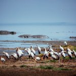 Safari in Tansania