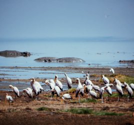 Safari in Tansania