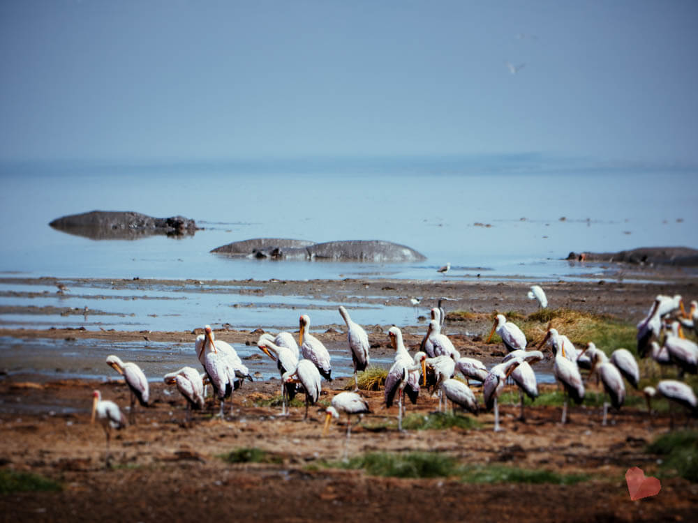 Safari in Tansania