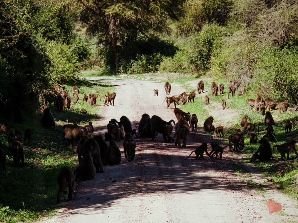 Paviane im Lake Manyara Nationalpark