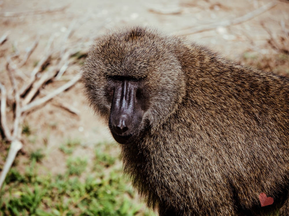 Pavian im Lake Manyara Nationalpark