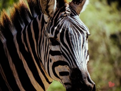 Safari in Tansania