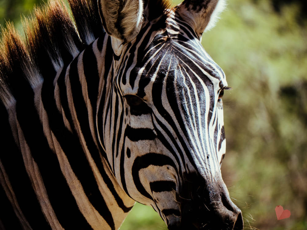 Lake Manyara Nationalpark-22