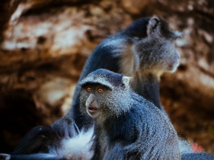 Safari in Tansania