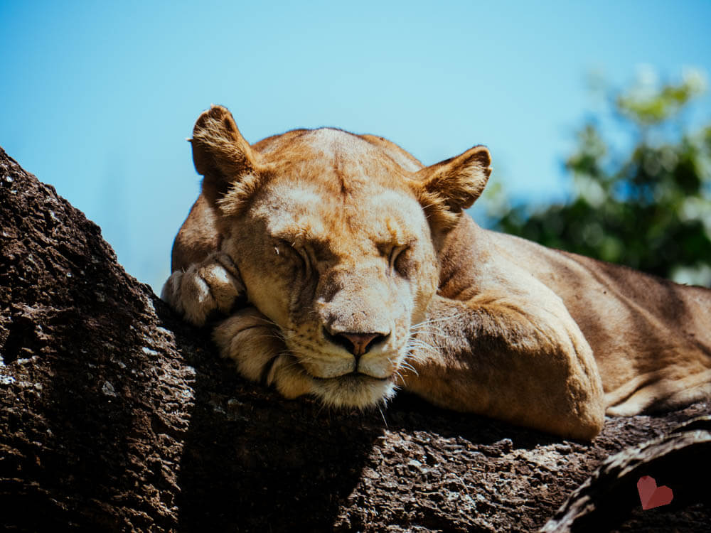 Lake Manyara Nationalpark-6