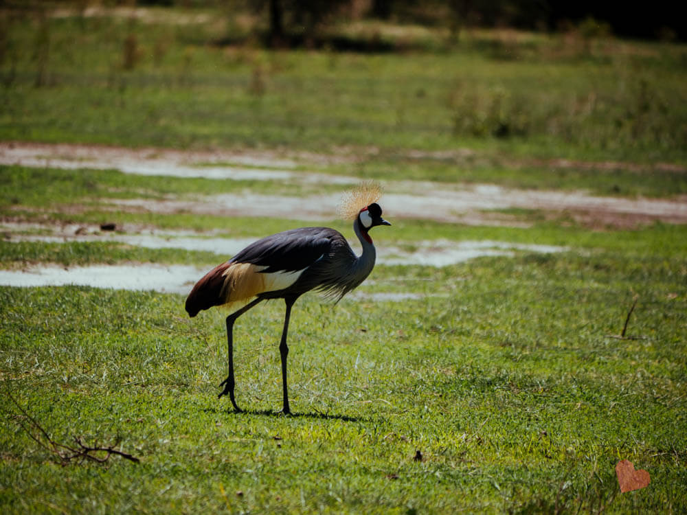 Kronenkranich im Lake Manyara Nationalpark