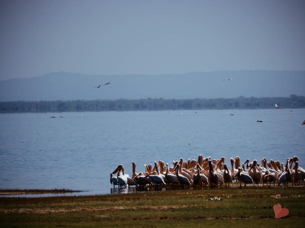 Safari in Tansania