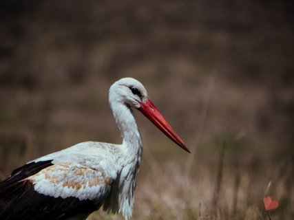 Safari in Tansania