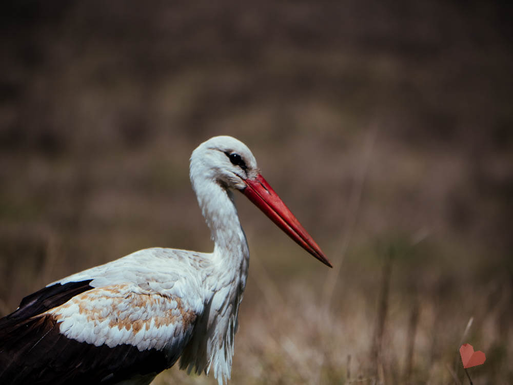 Ngorongoro Crater Safari-14