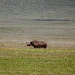 Safari in Tansania