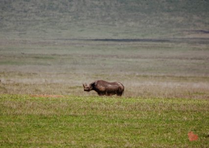 Safari in Tansania