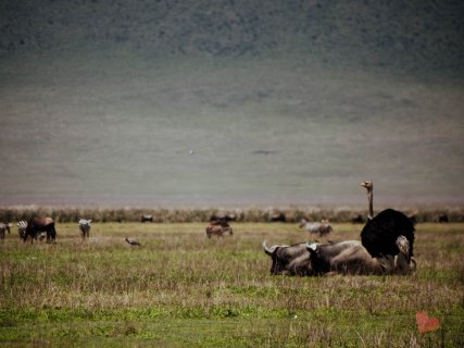 Safari in Tansania