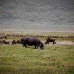 Safari in Tansania