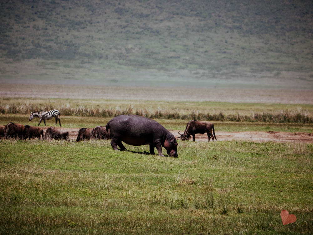 Ngorongoro Crater Safari-19