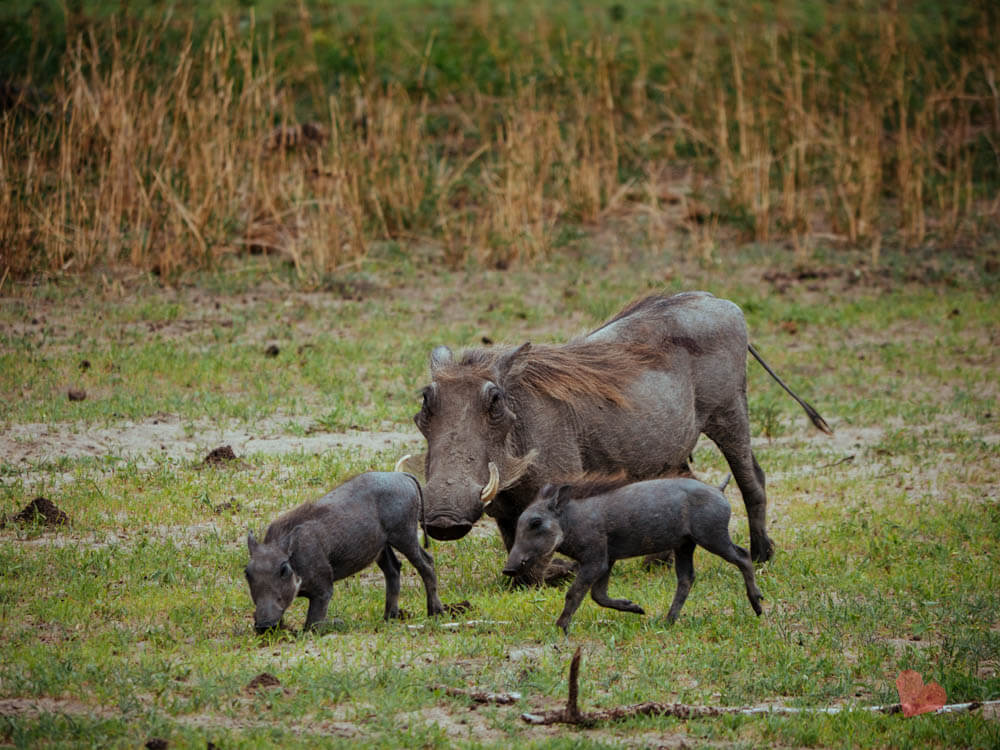 Warzenschweine im Tarangire Nationalpark