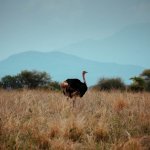 Safari in Tansania