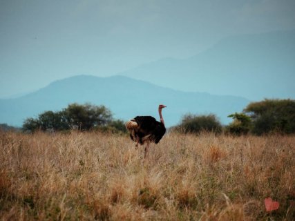 Safari in Tansania