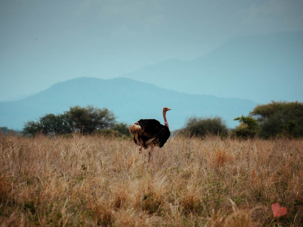 Safari Tarangiere Nationalpark-13