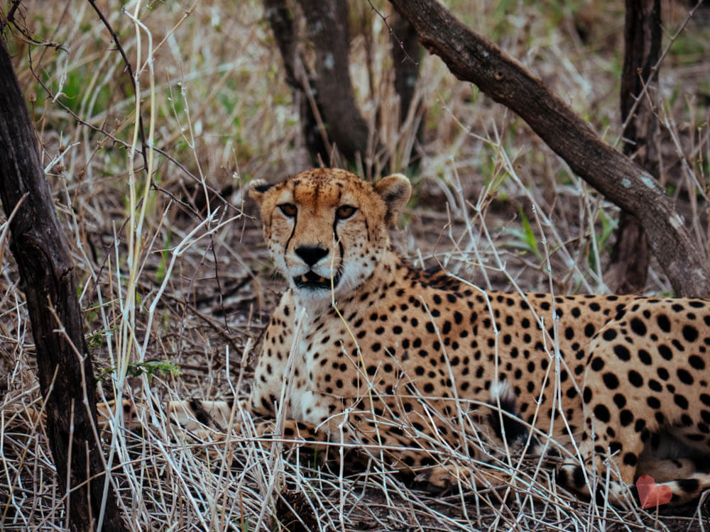 Gepard im Tarangire Nationalpark