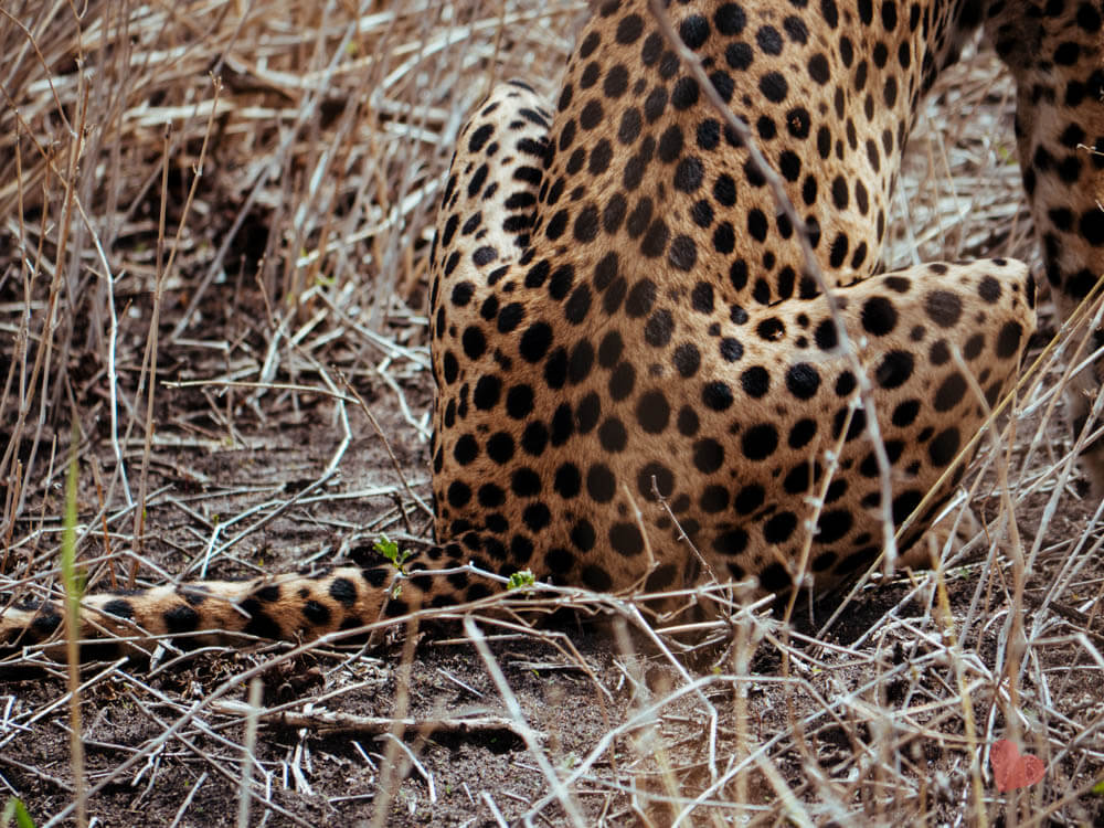 Gepard im Tarangire Nationalpark