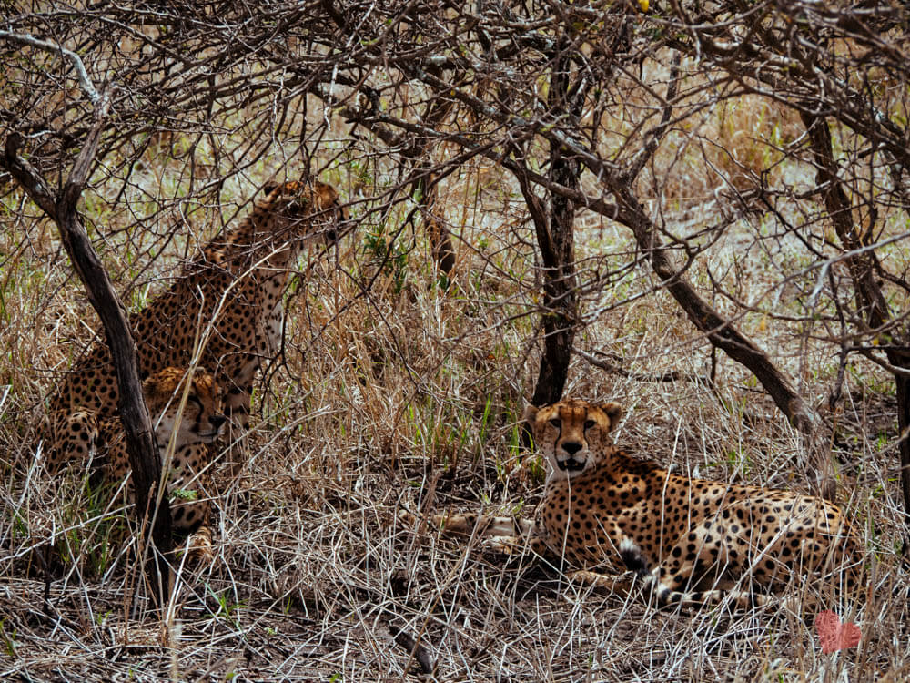 Geparden im Tarangire Nationalpark