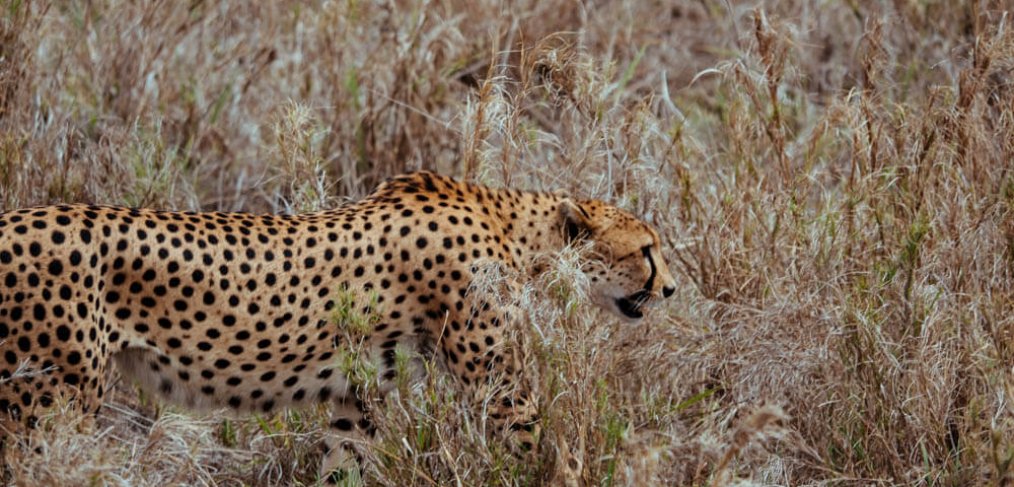 Safari in Tansania